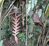 Image of Heliconia vellerigera Poepp.