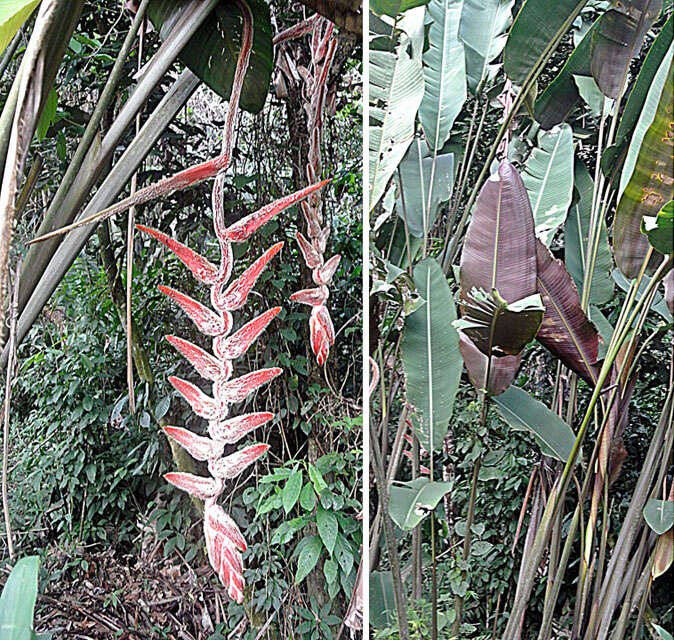 Image de Heliconia vellerigera Poepp.