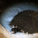 Image of Eastern European Hedgehog