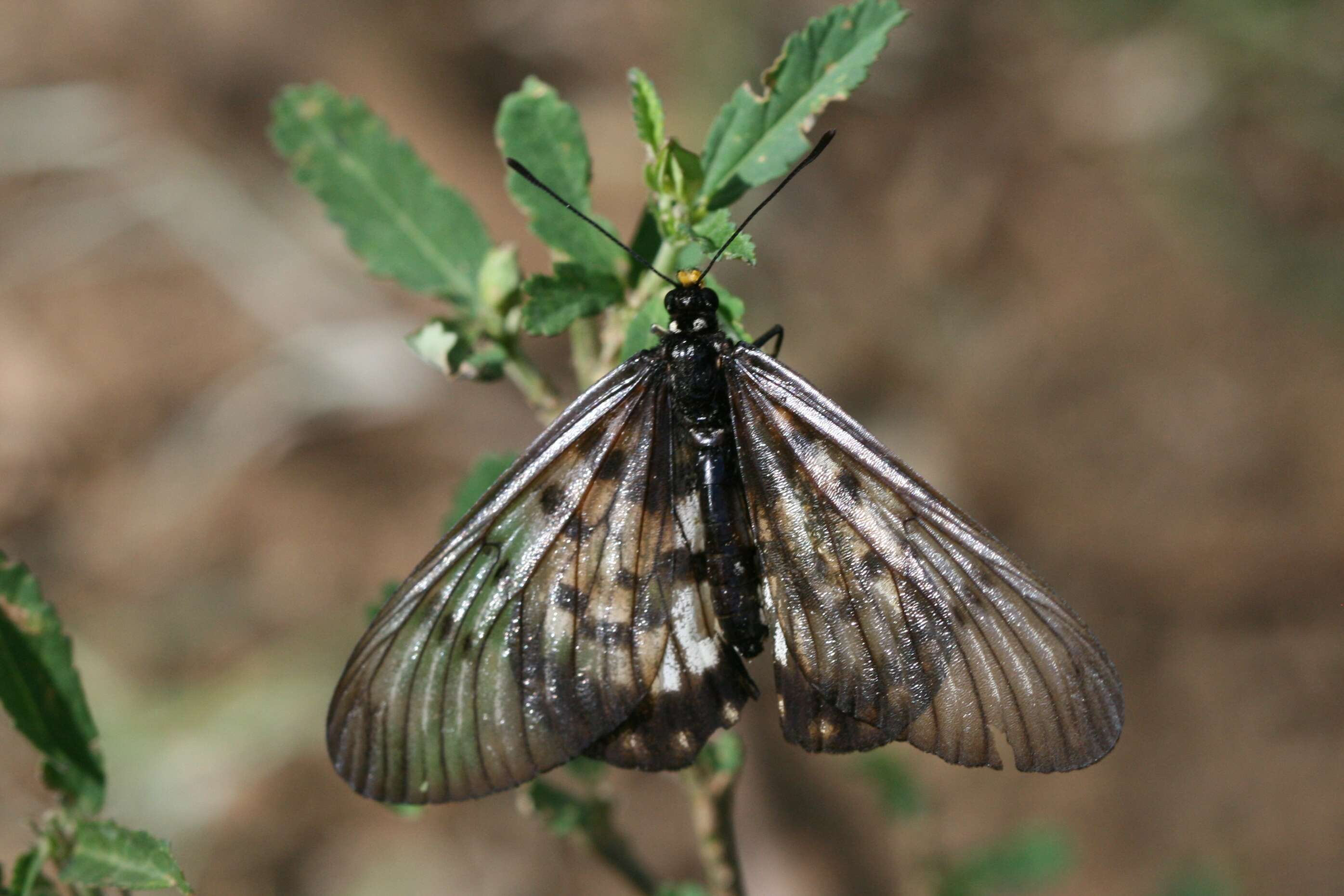 Image of Acraea andromacha Fabricius 1775