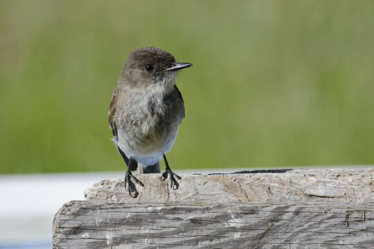 Image of Eastern Phoebe