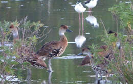 Image de Dendrocygne des Antilles