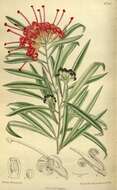 Image of Red Spider Flower