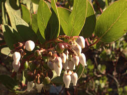 Слика од Arctostaphylos rainbowensis J. E. Keeley & A. Massihi