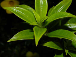 Image of bush allamanda