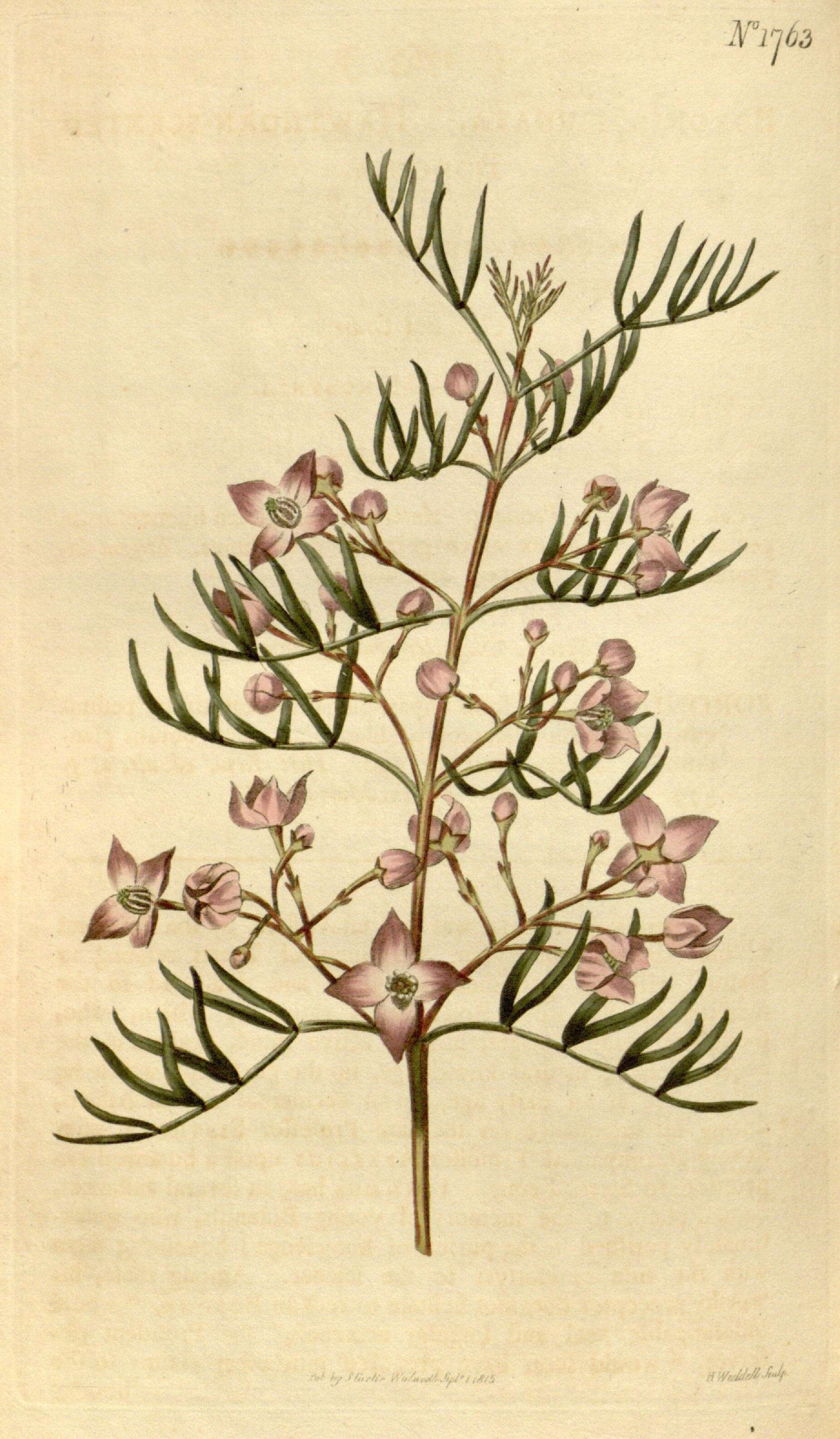 Image of Pink Boronia