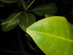 Image of red mangrove
