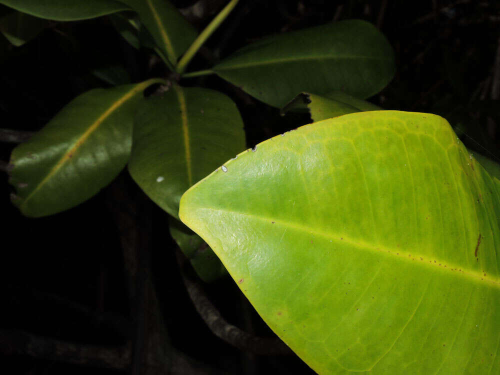 Image of red mangrove