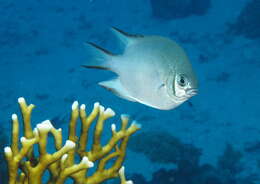 Image of Damselfish