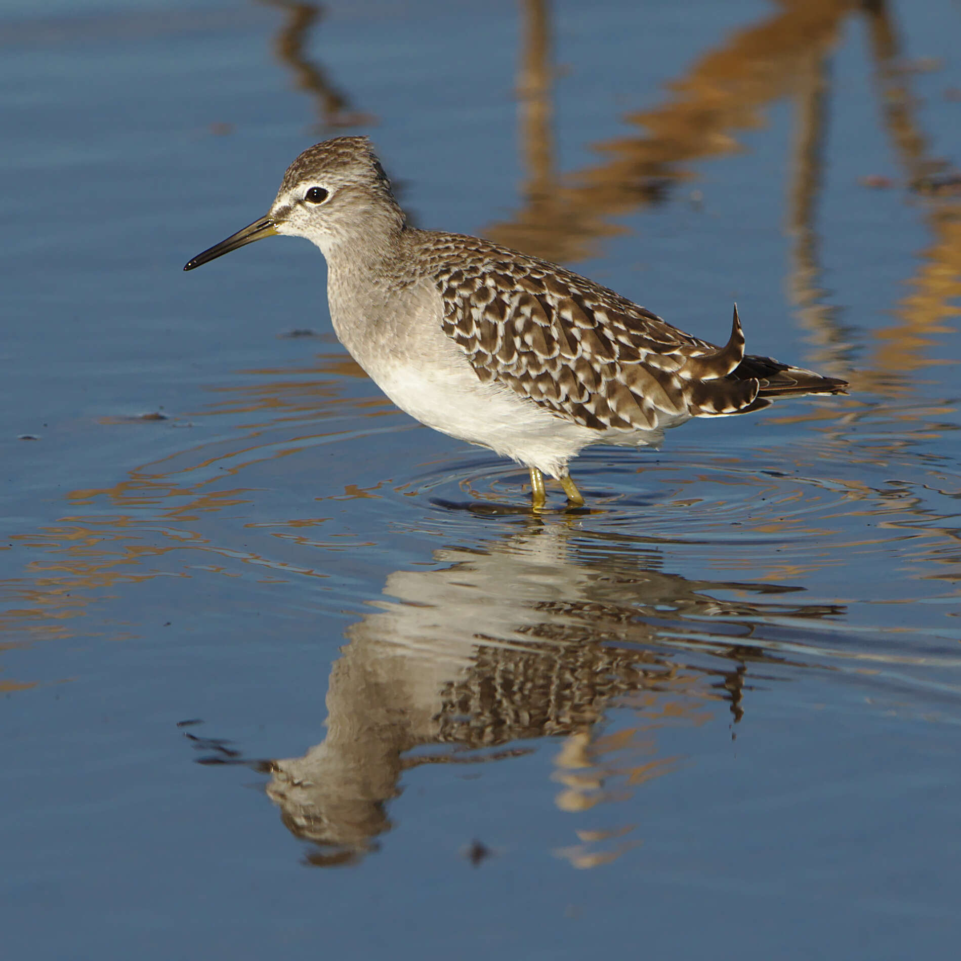 Image of Tringa Linnaeus 1758