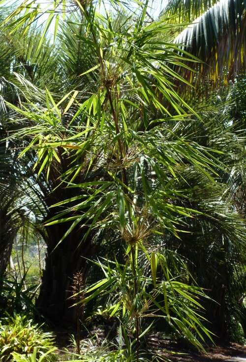 Image of chusquea bamboo