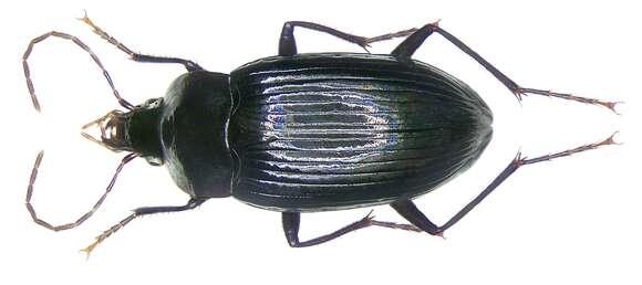 Image of Fortagonum skalei Baehr 2008