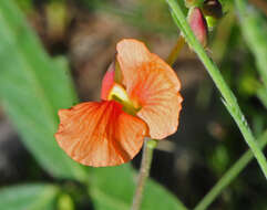 Image of variableleaf bushbean