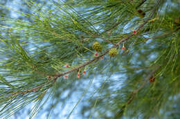 Image of beach sheoak