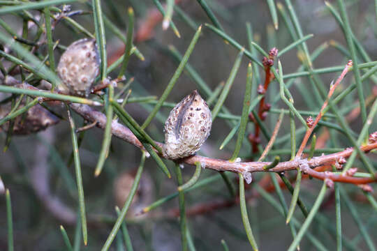 Image of Hakea mitchellii Meissn.