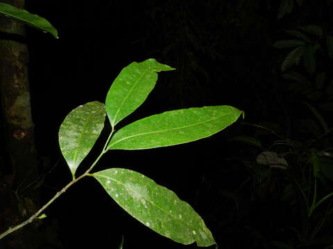 Image of Mosannona costaricensis (R. E. Fr.) Chatrou