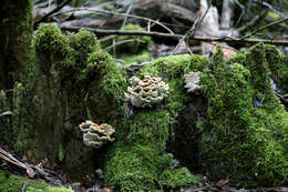 Image of Postia punctata Rajchenb. & P. K. Buchanan 1996