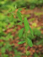 Image of sweet spurge