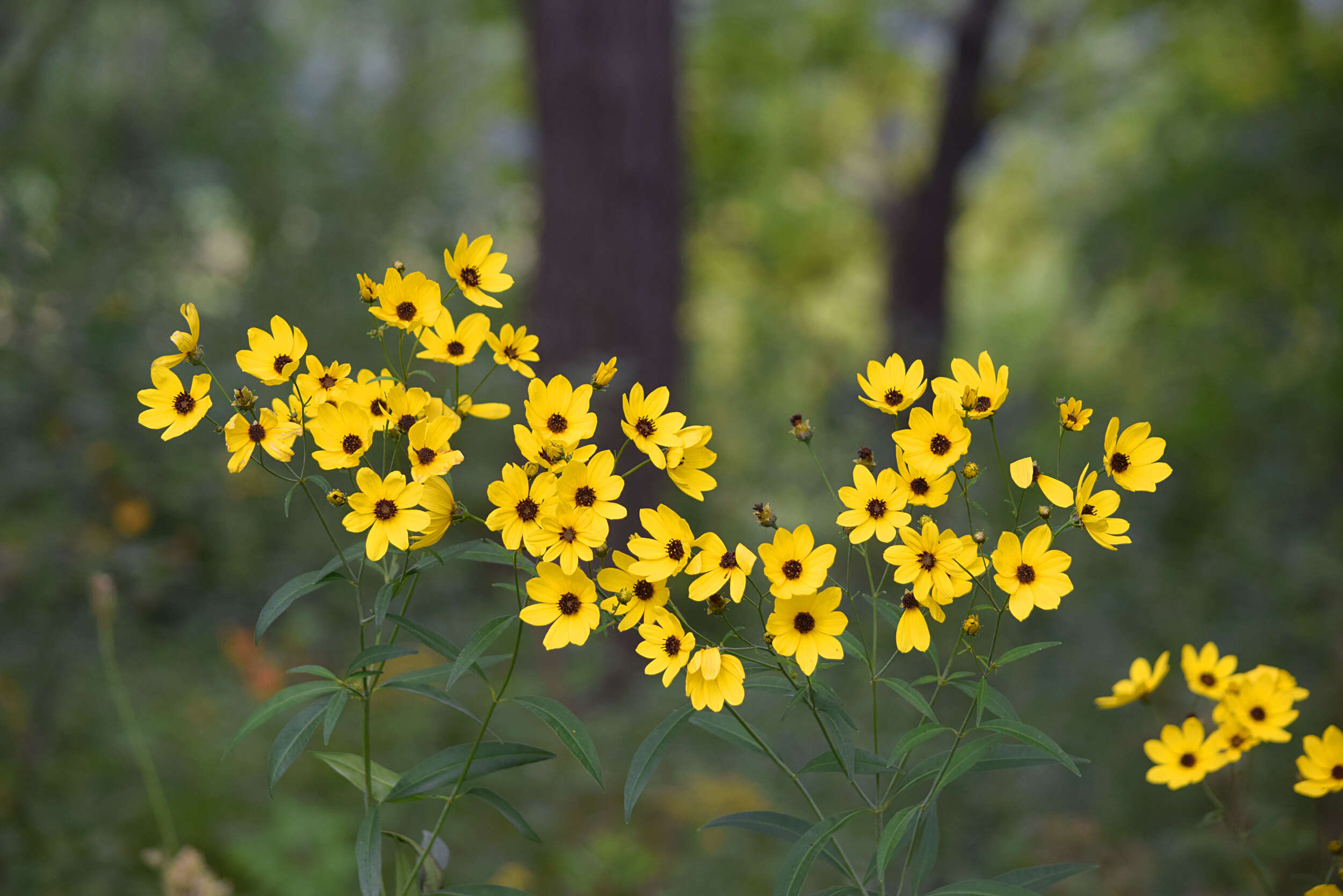 Image of tall tickseed