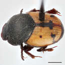 Sivun Onthophagus graphicus Wallengren 1881 kuva