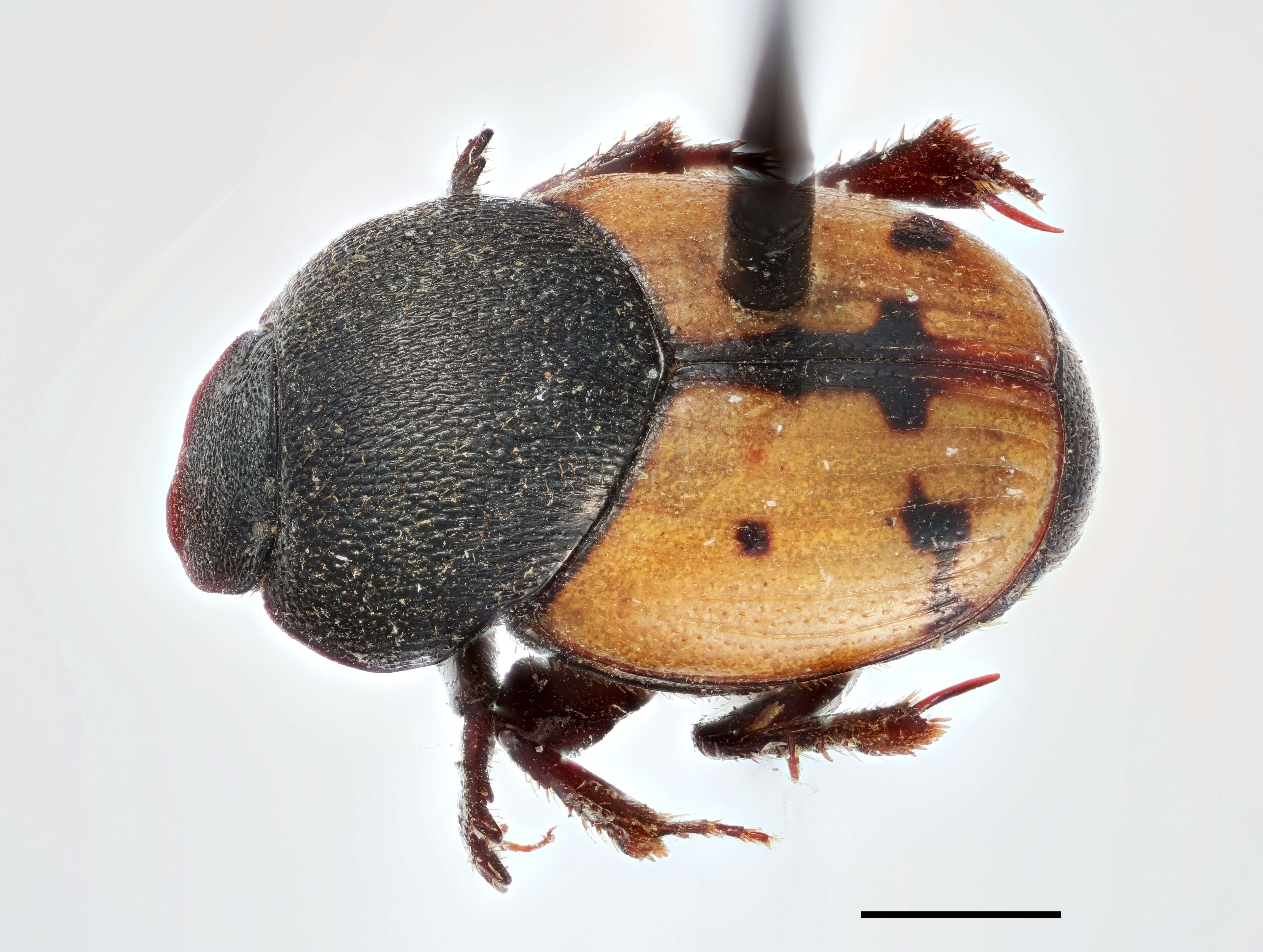 Слика од Onthophagus graphicus Wallengren 1881