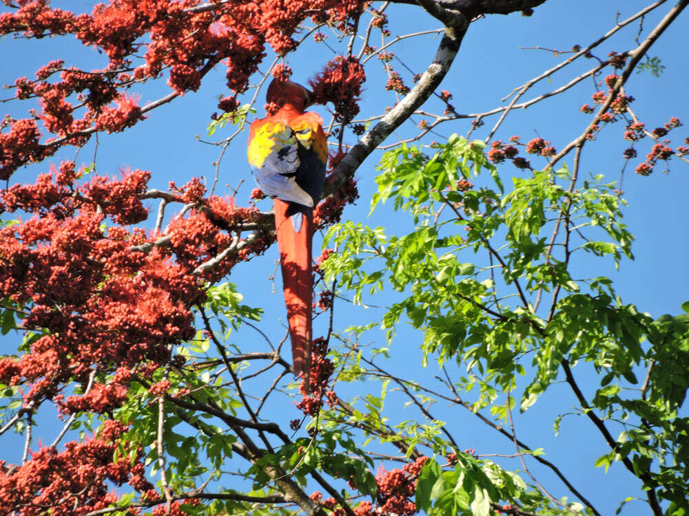 Image of Scarlet Macaw