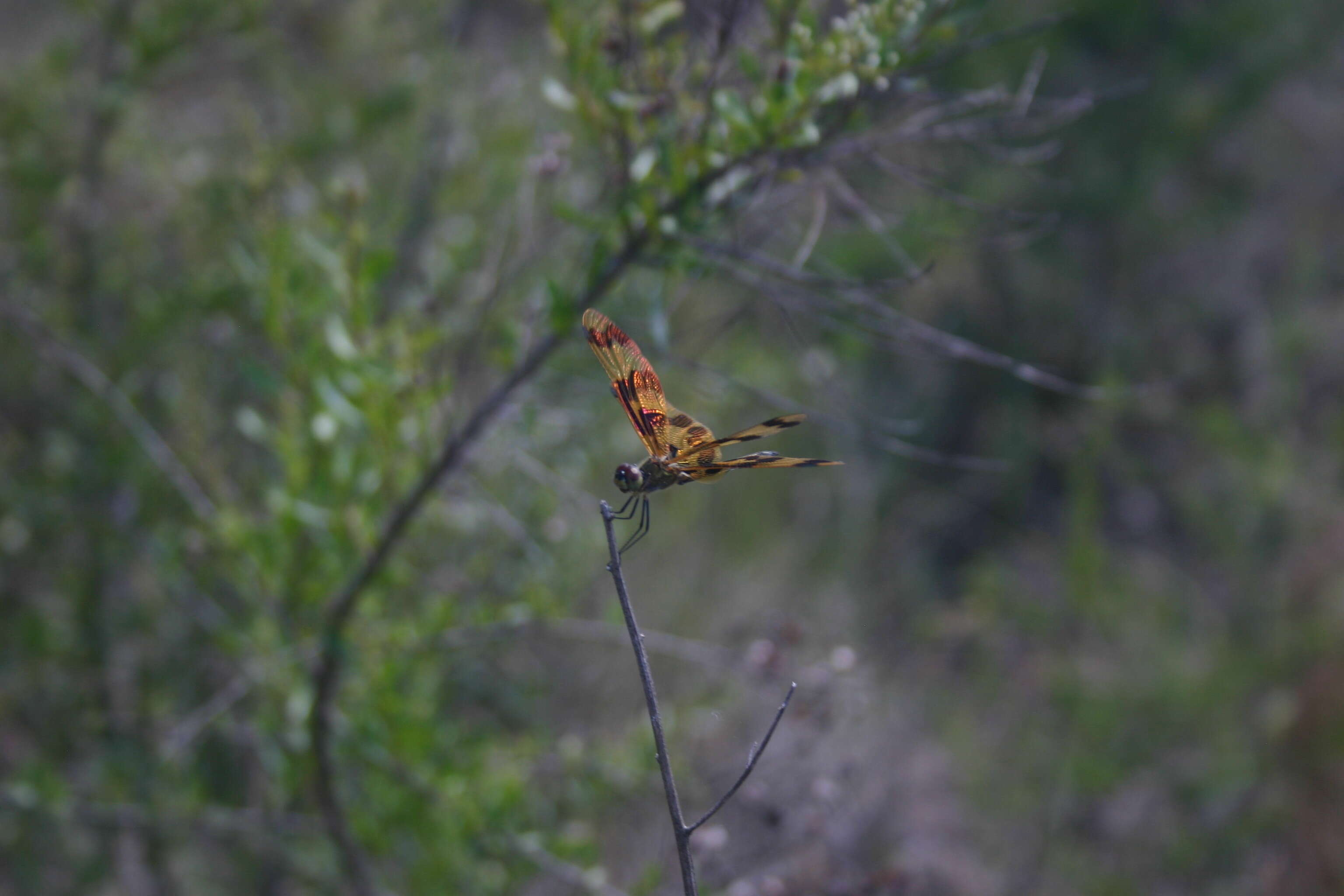 Image of Flutterers (Dragonflies)