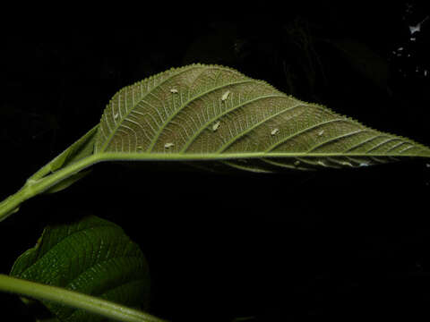 Image of Myriocarpa longipes Liebm.