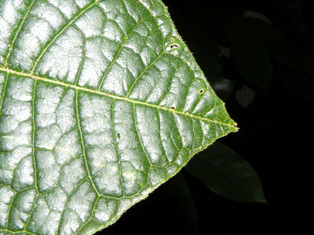 Image of Bunchosia macrophylla Rose ex Pittier