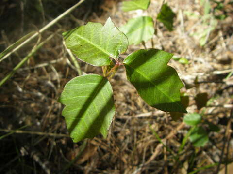 Image of eastern poison ivy