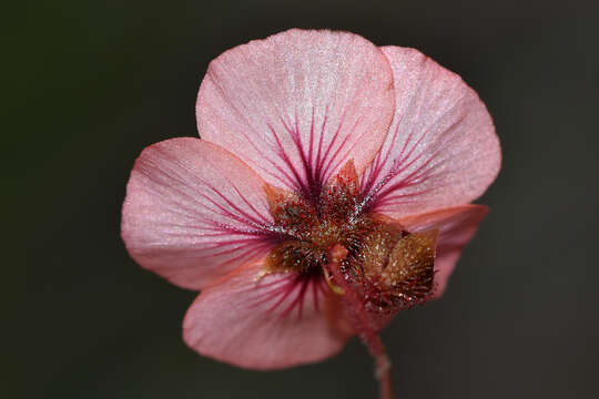 Image of Drosera platystigma Lehm.