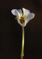 Image of White Violet