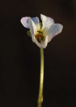 Image of White Violet