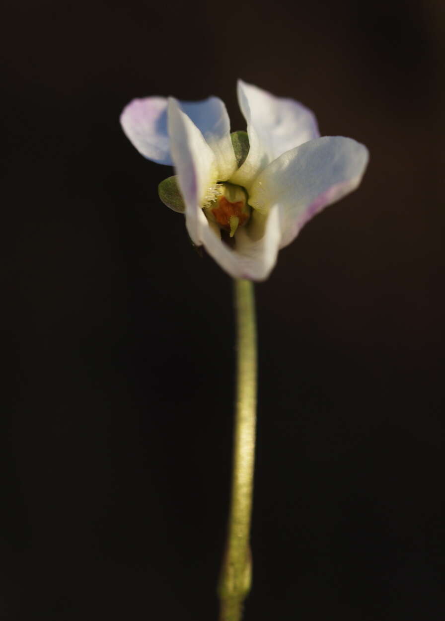 Plancia ëd Viola alba Besser