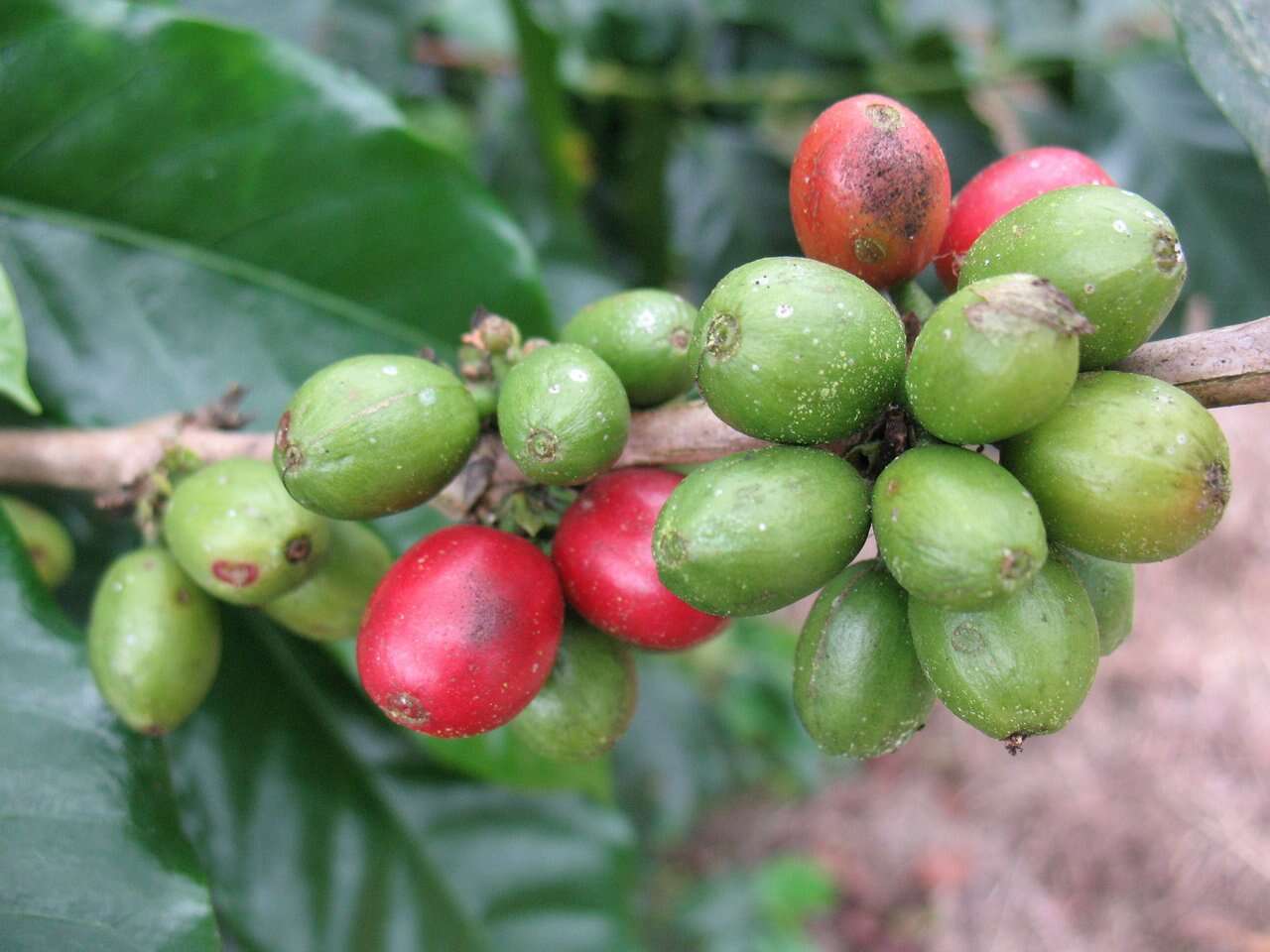 Coffea resmi