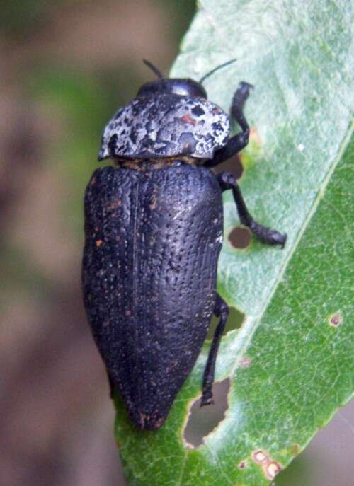 Image de Capnodis tenebrionis (Linnaeus 1761)