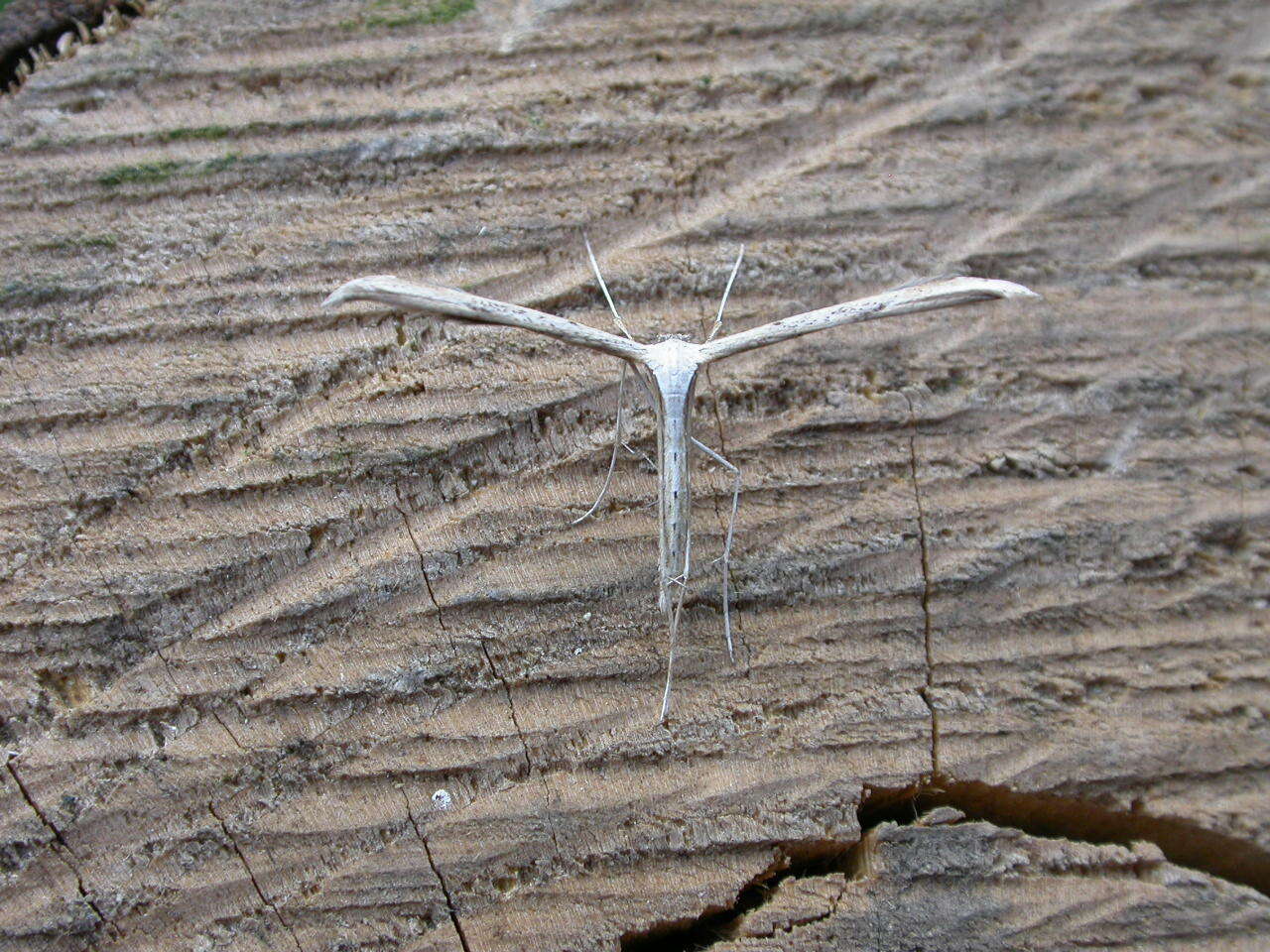 صورة Emmelina (Alucita) monodactyla (Linnaeus 1758)