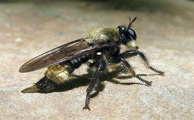 Image of Bee-like Robber Flies