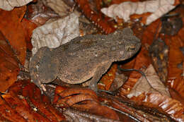 Image of Giant Asian Toad