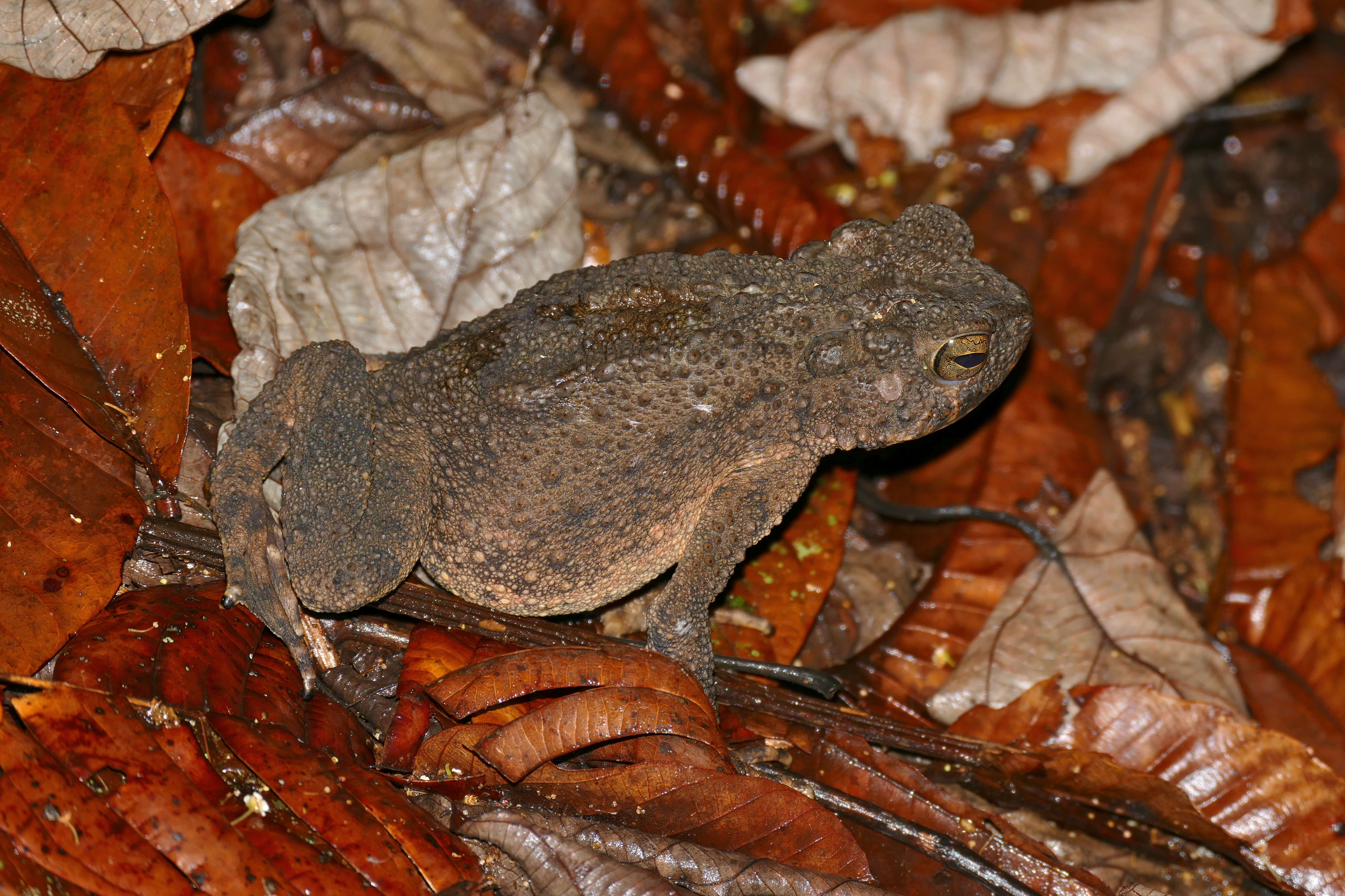 Image of Giant Asian Toad