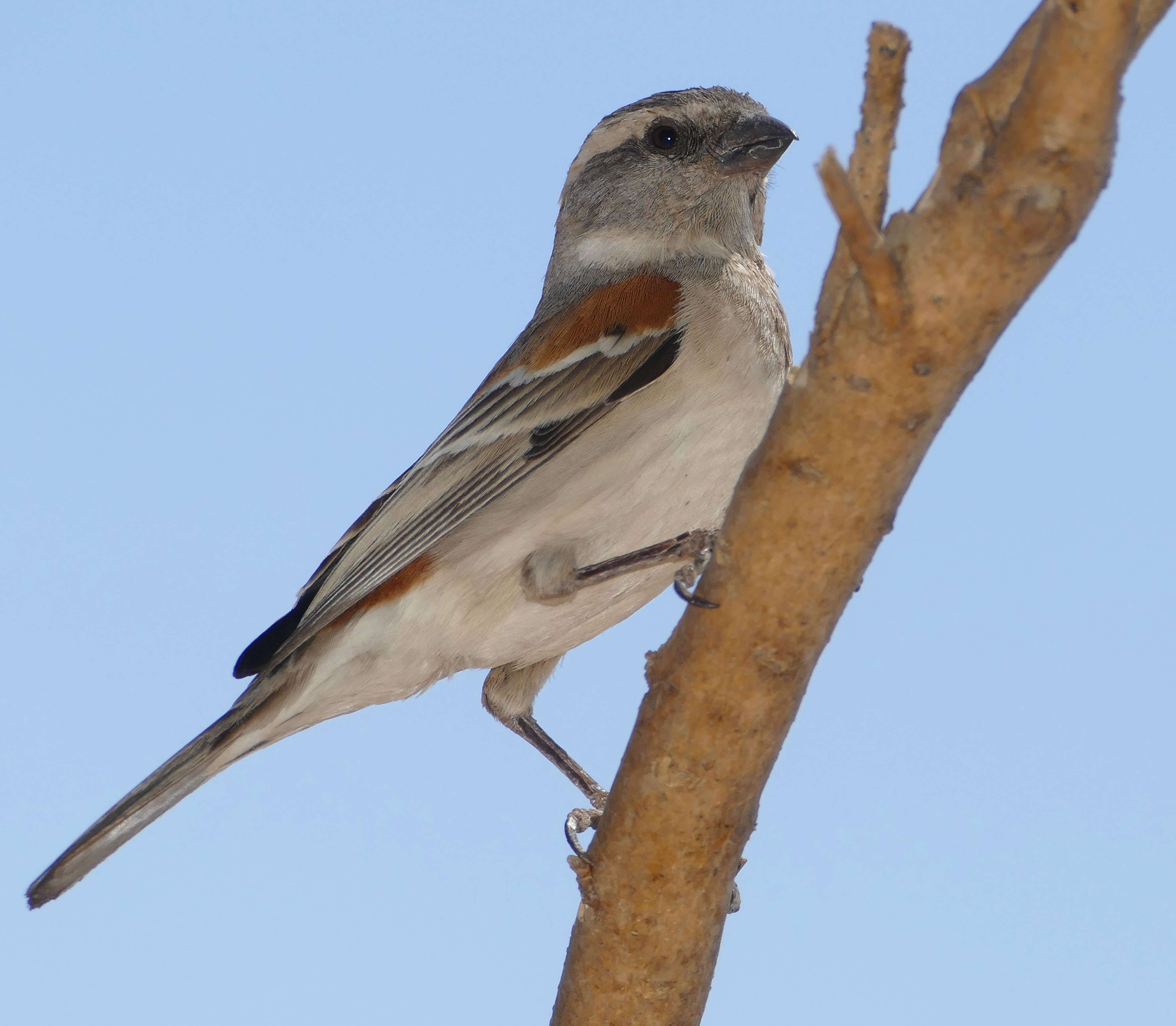 Image of Cape Sparrow