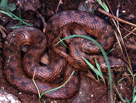 Image of Grass snakes