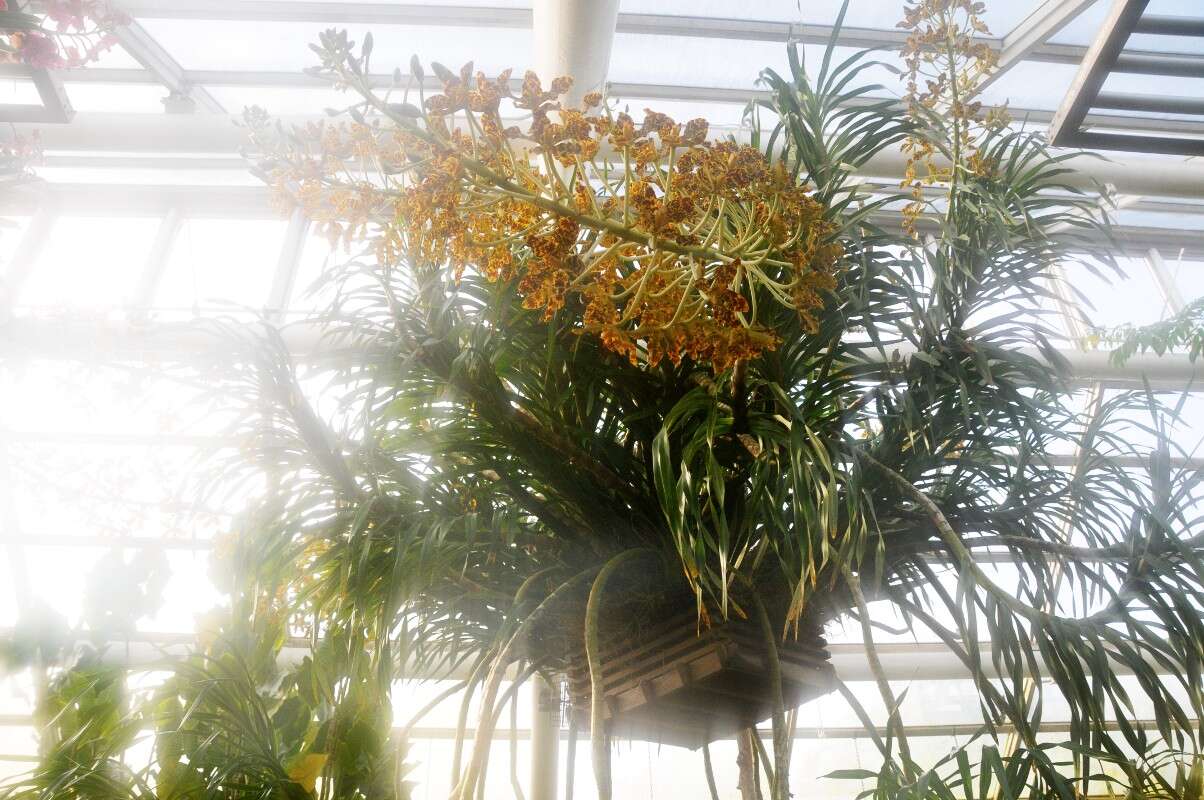 Grammatophyllum speciosum Blume的圖片