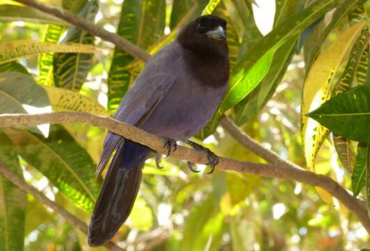 Image of Purplish Jay