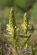 Imagem de Pedicularis comosa L.