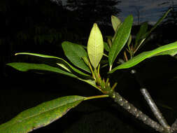 Image de Plumeria rubra L.