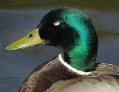 Image of Common Mallard