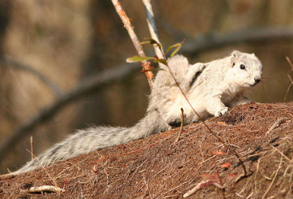 Image of Tree Squirrels and relatives