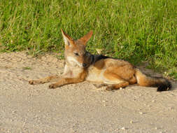 Image of coyote