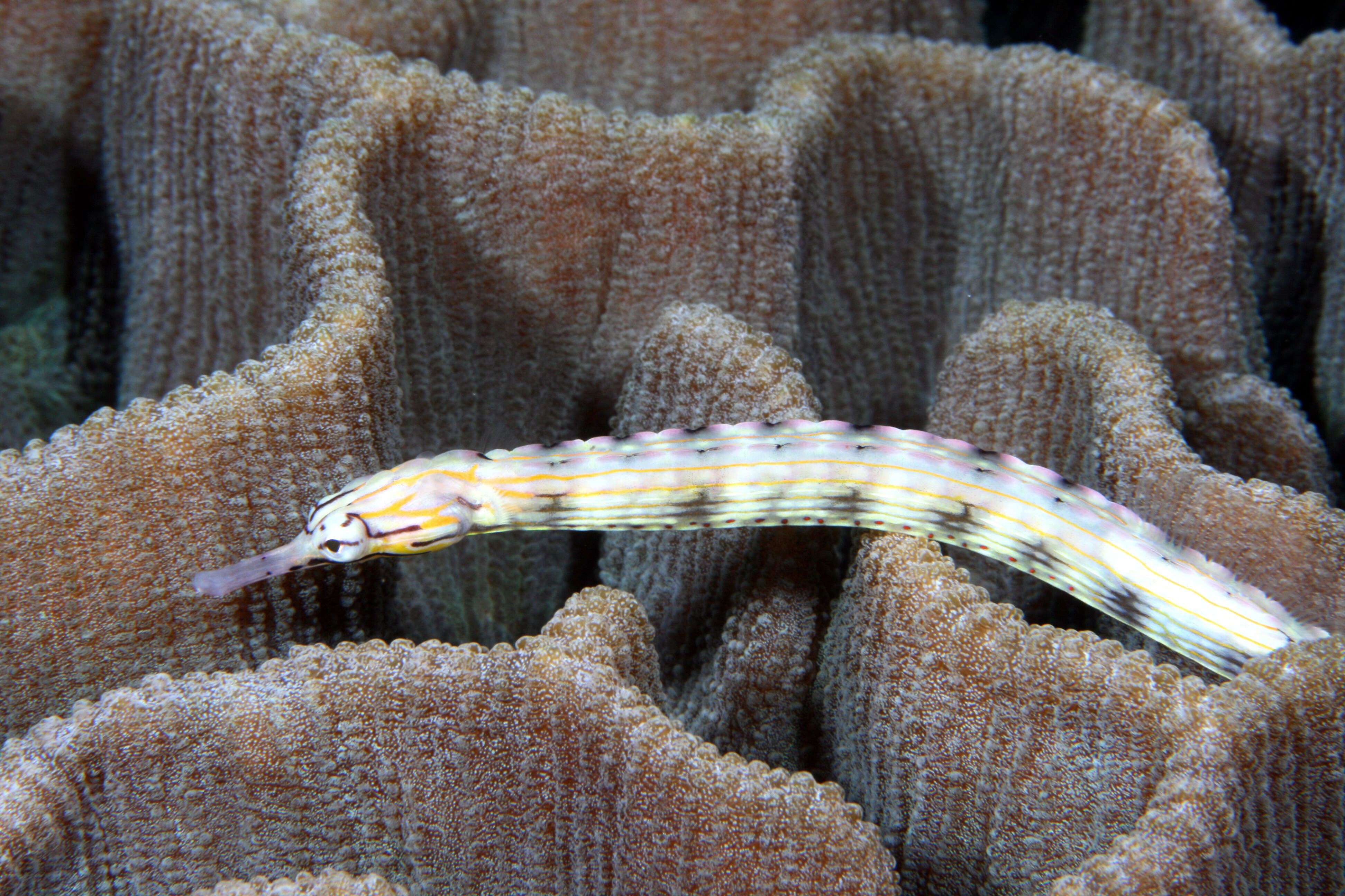 Image of blackhead pipefish